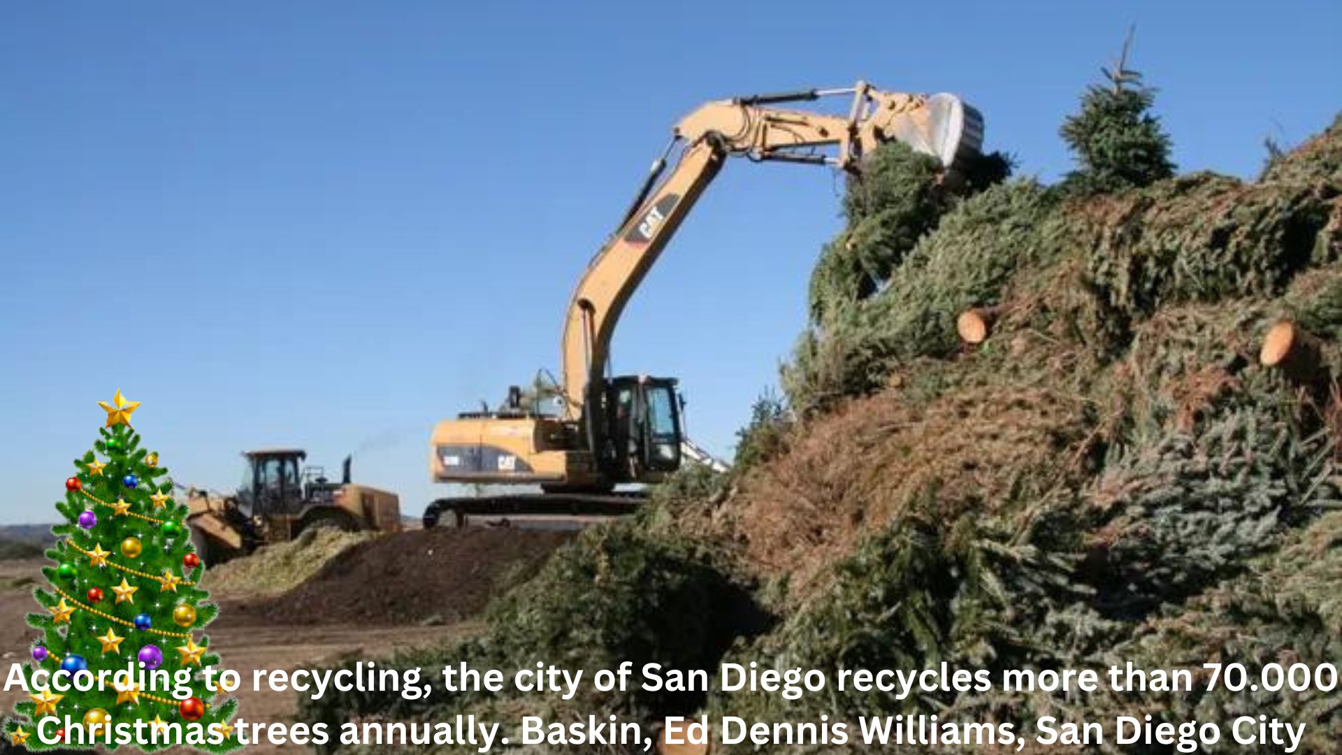 According to recycling Ed Baskin, the city of San Diego recycles more than 70.000 Christmas trees annually. Dennis Williams, San Diego City